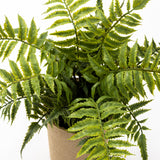 Fern in Paper Pot