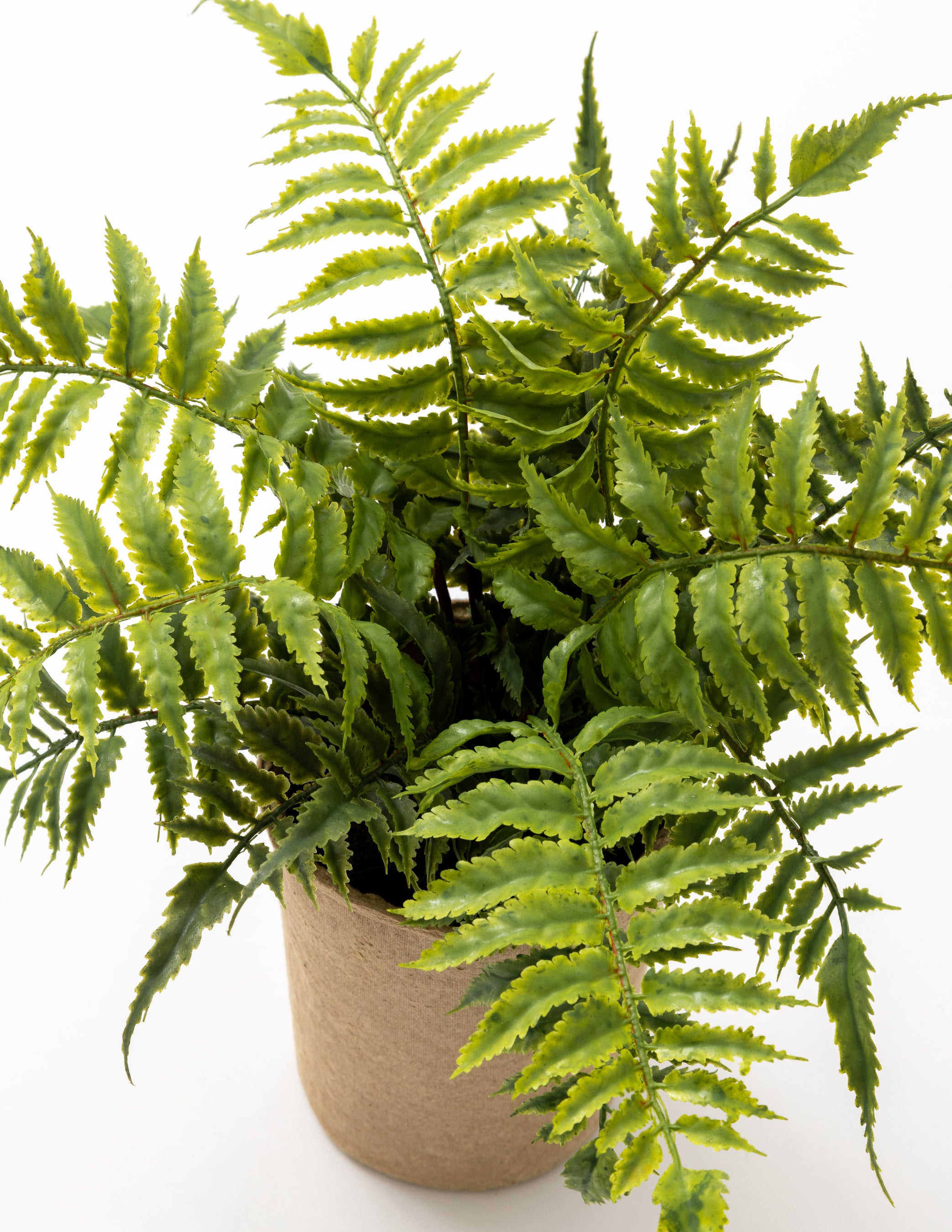 Fern in Paper Pot