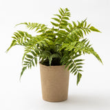 Fern in Paper Pot