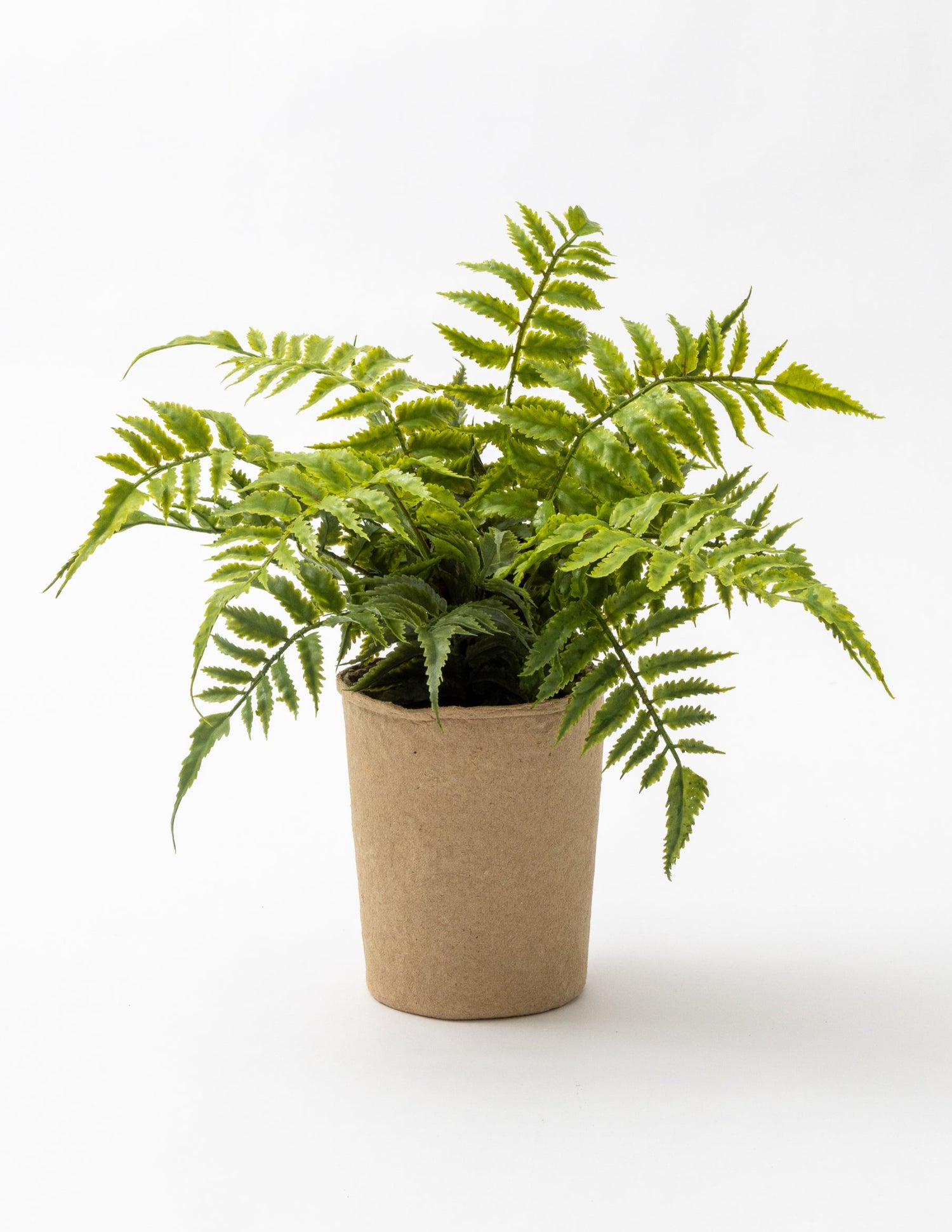 Fern in Paper Pot