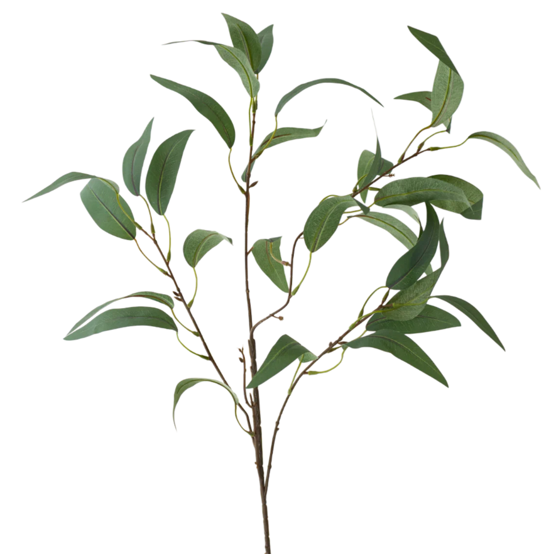 35" Eucalyptus