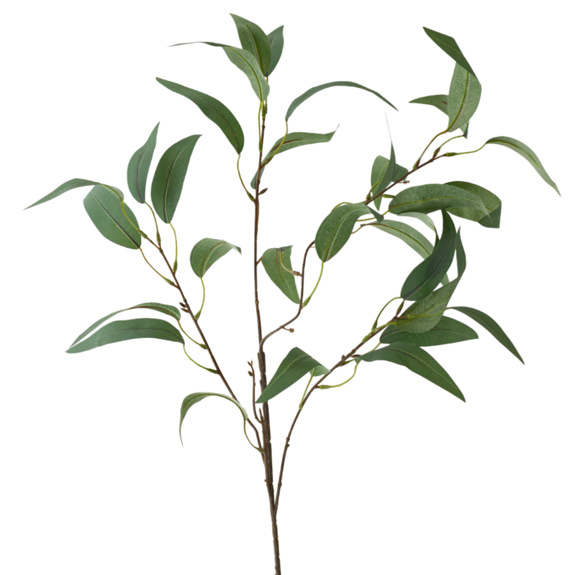 35" Eucalyptus