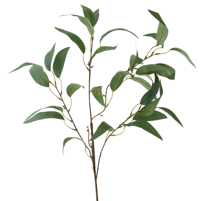 35" Eucalyptus