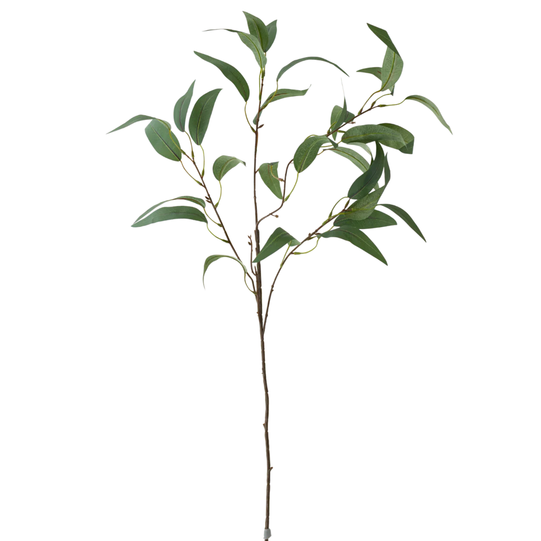 35" Eucalyptus