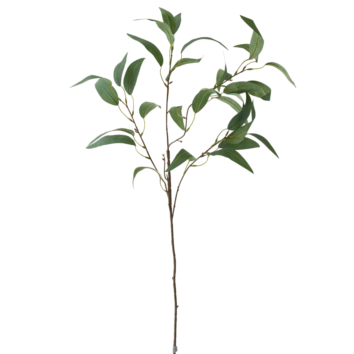 35" Eucalyptus