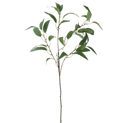 35" Eucalyptus