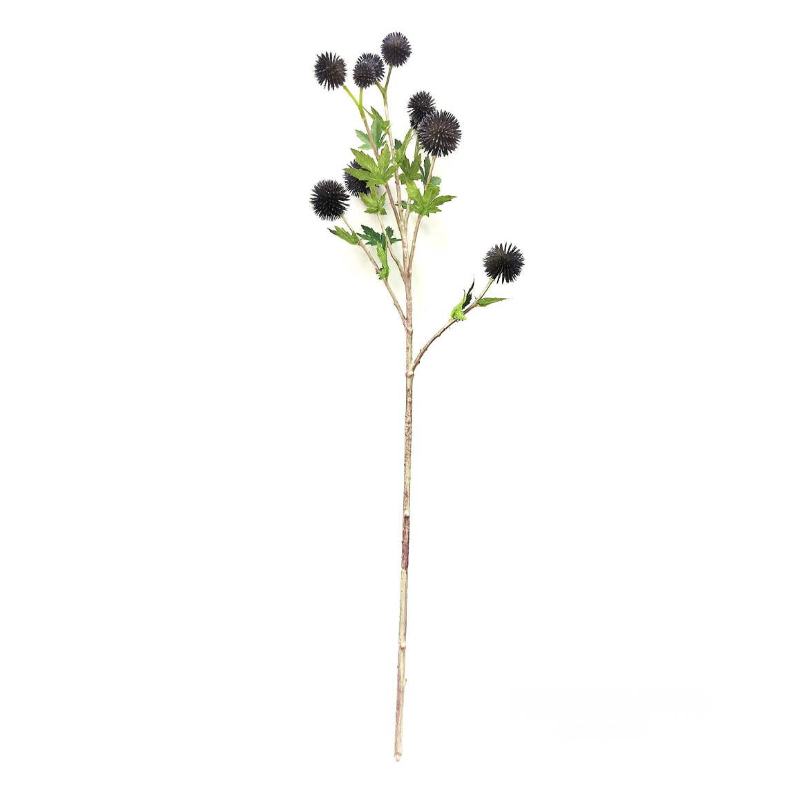 26" Blue Globe Thistle Stem