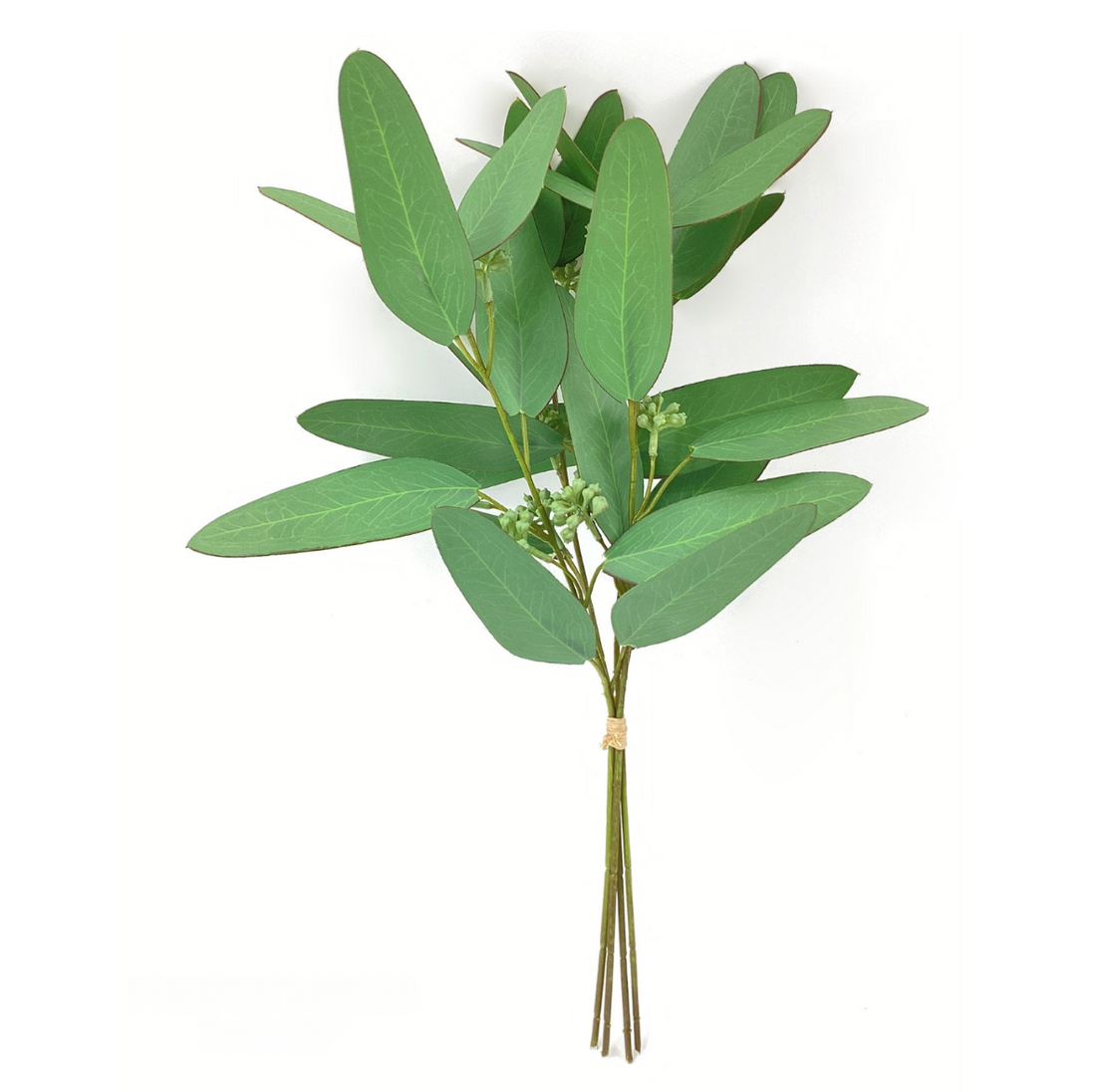 Ironbark Eucalyptus Bunch