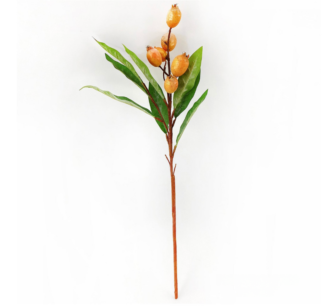 Loquat Stem