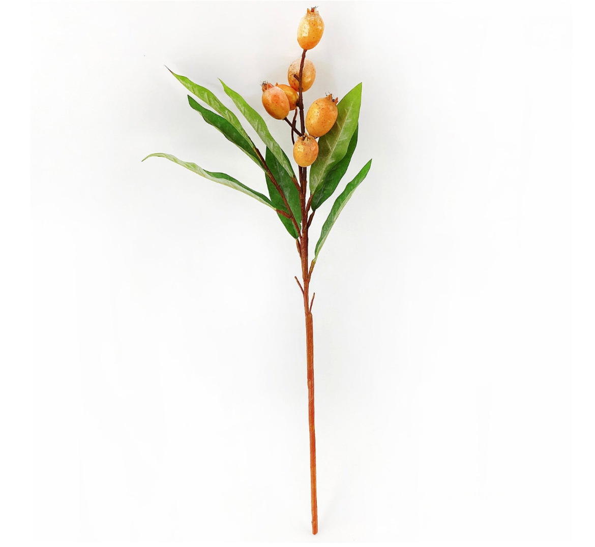 23" Loquat Stem
