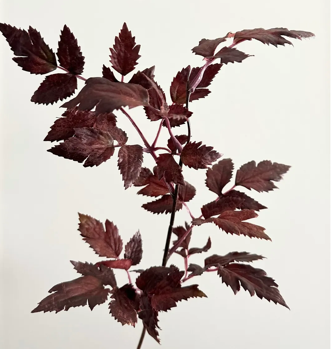 Plum Cimicifuga Leaf Spray