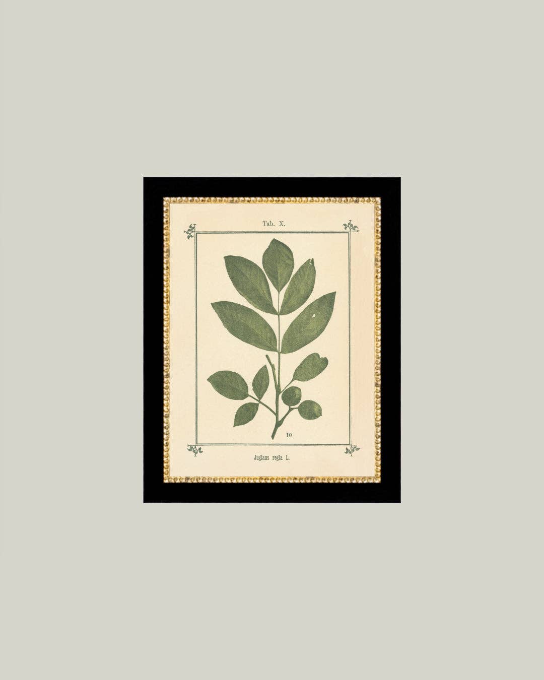 Plant Atlas Framed Antique Art: 8x10