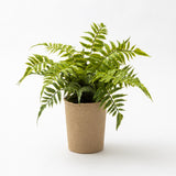 Fern in Paper Pot