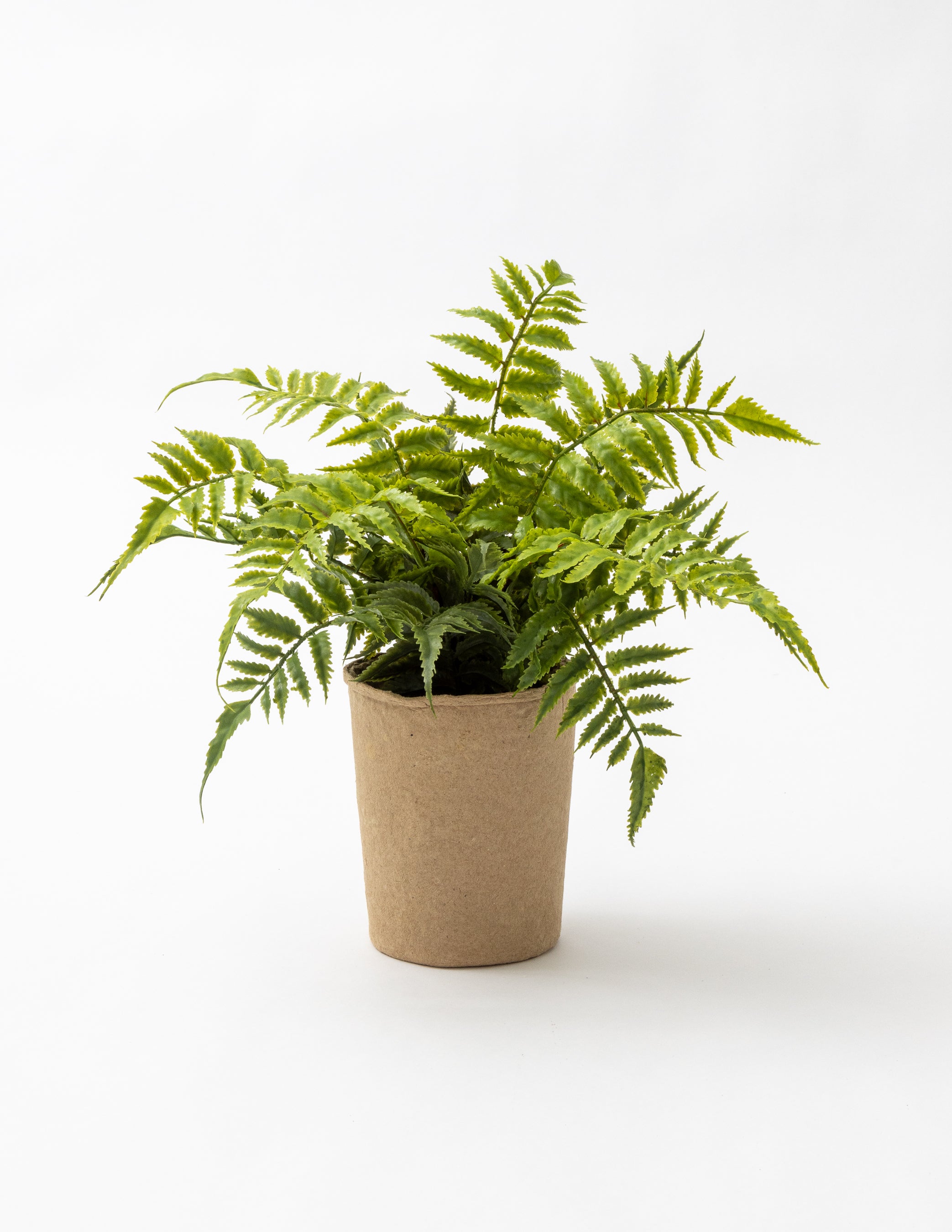 Fern in Paper Pot