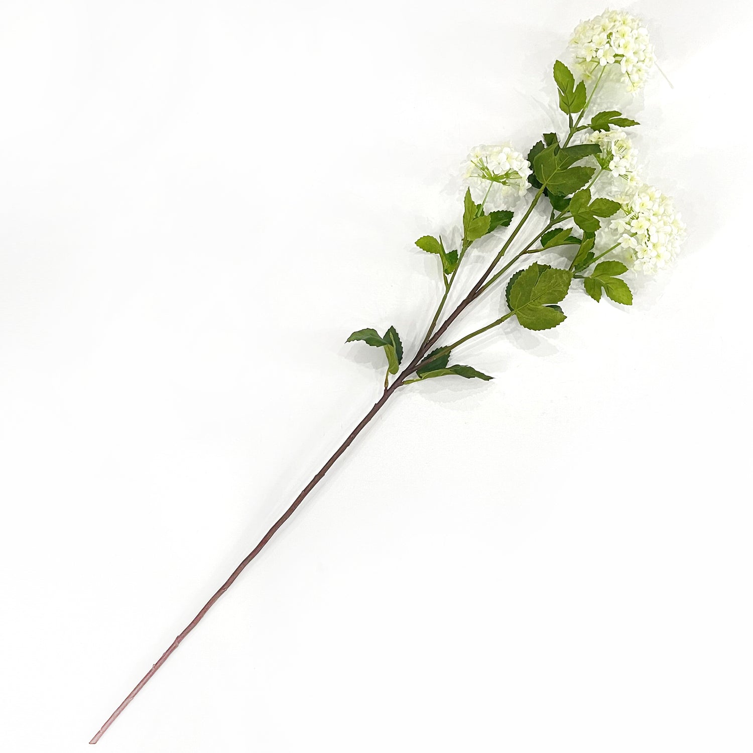 35" Snowball Viburnum White