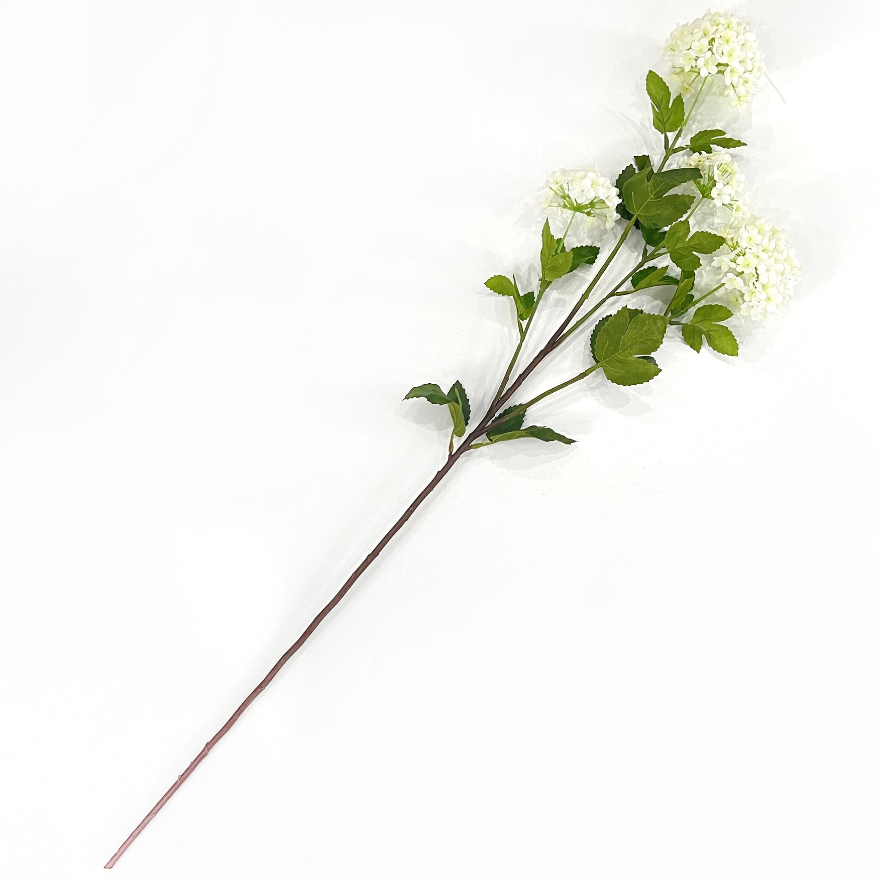 35" Snowball Viburnum White