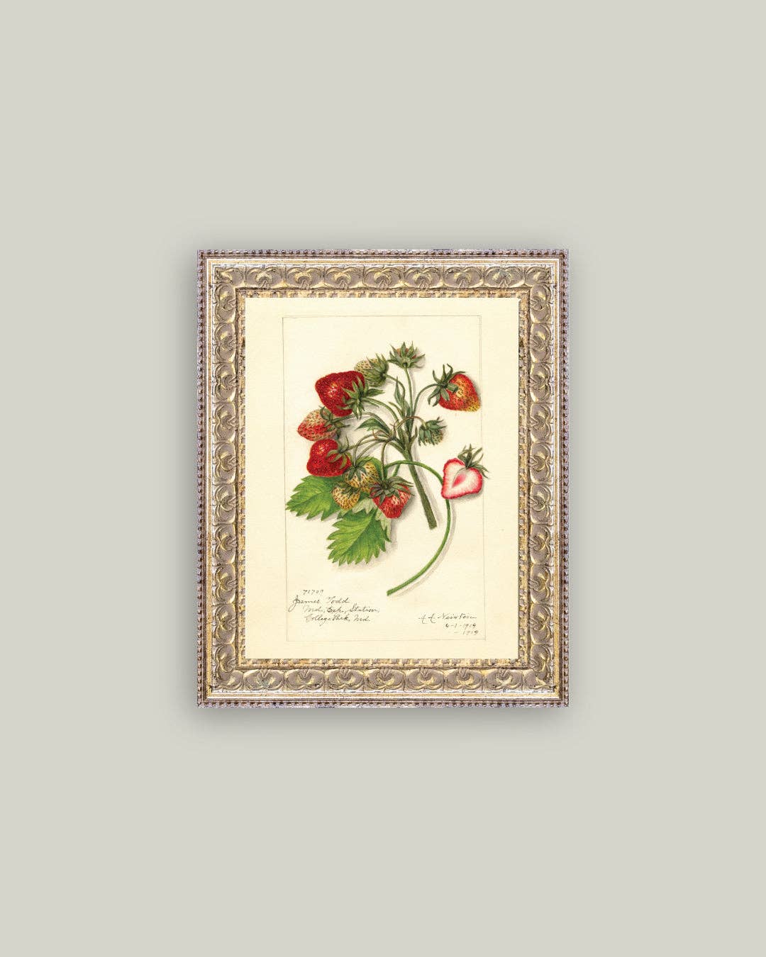 Study of Strawberries Framed Antique Art: 8x10