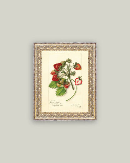Study of Strawberries Framed Antique Art: 8x10