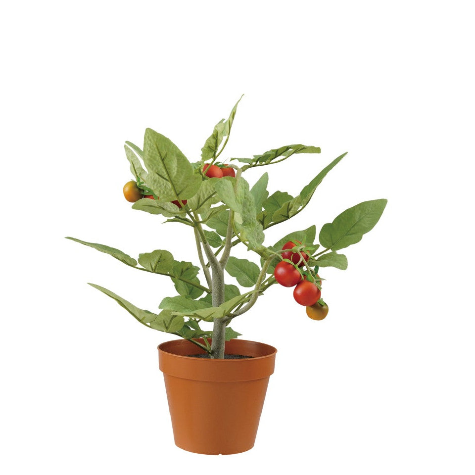 Tomato Plant in Pot