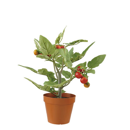 Tomato Plant in Pot