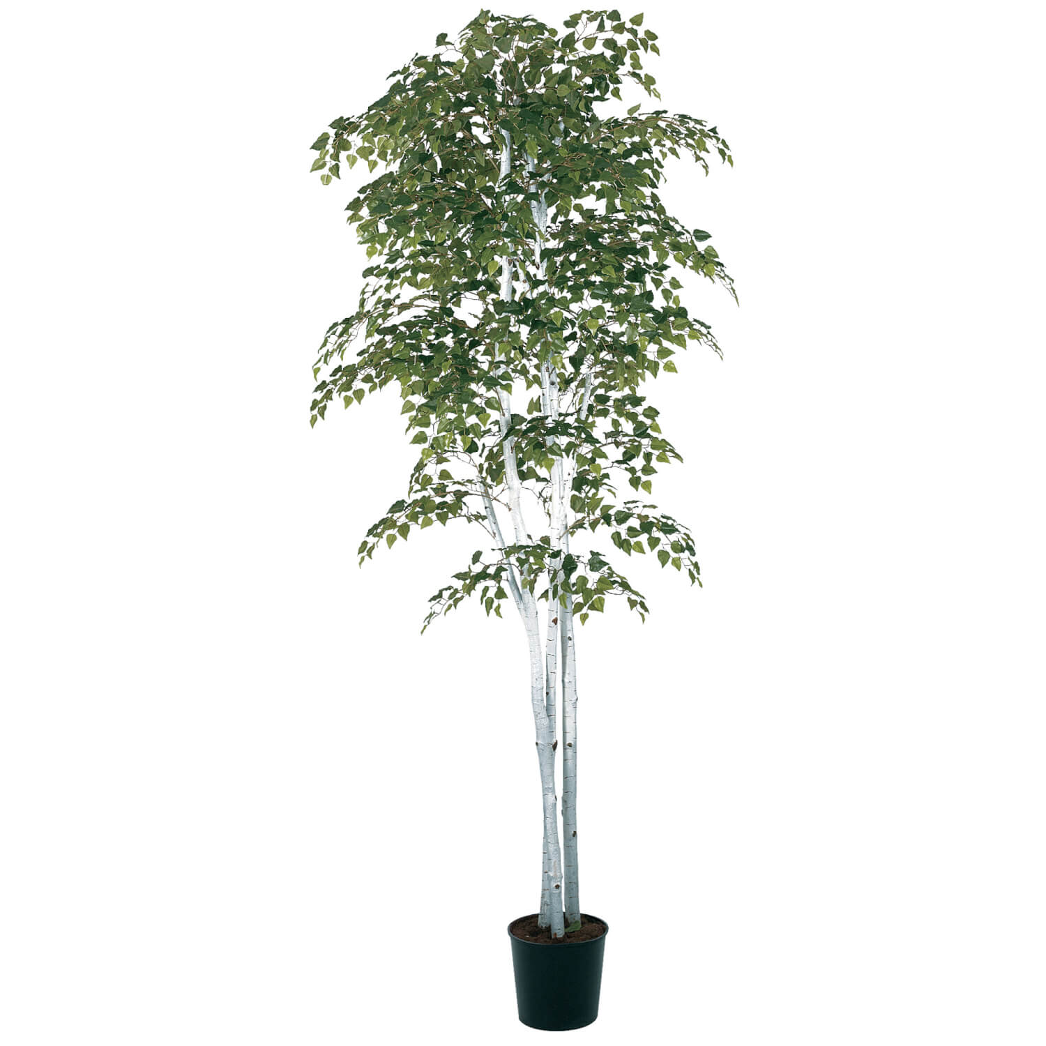 Faux Birch Tree - 7&