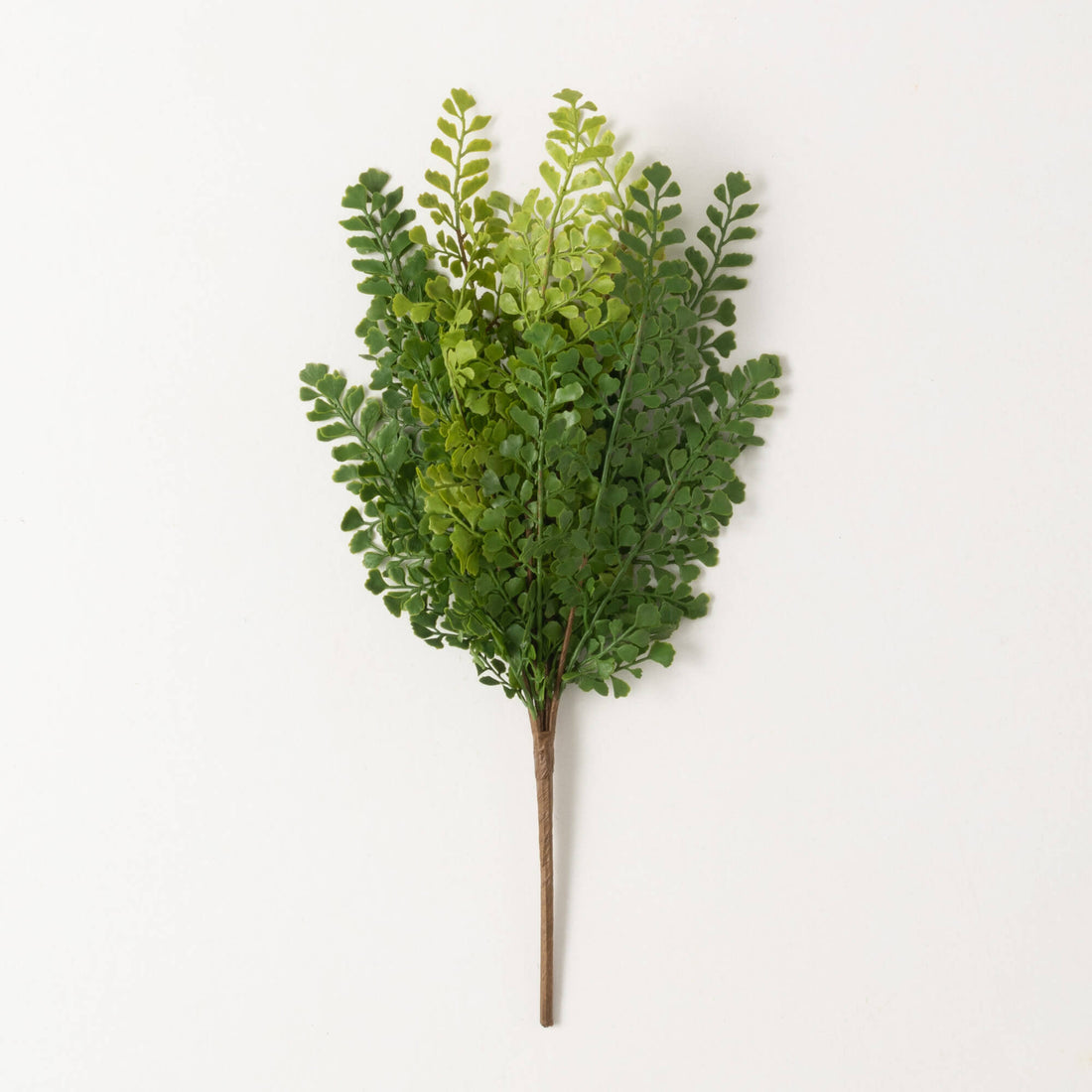 Maidenhair Fern