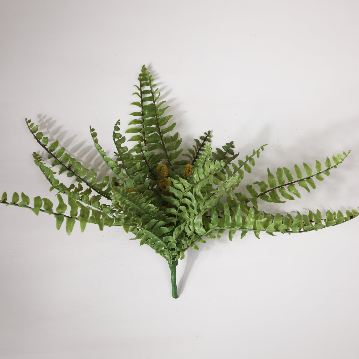 Boston Fern