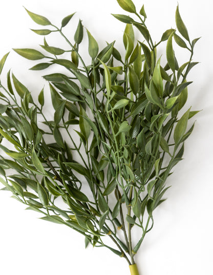 Ruscus Bush