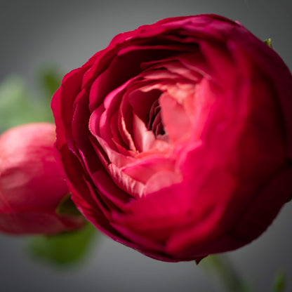 Ranunculus Spray - Dark Pink