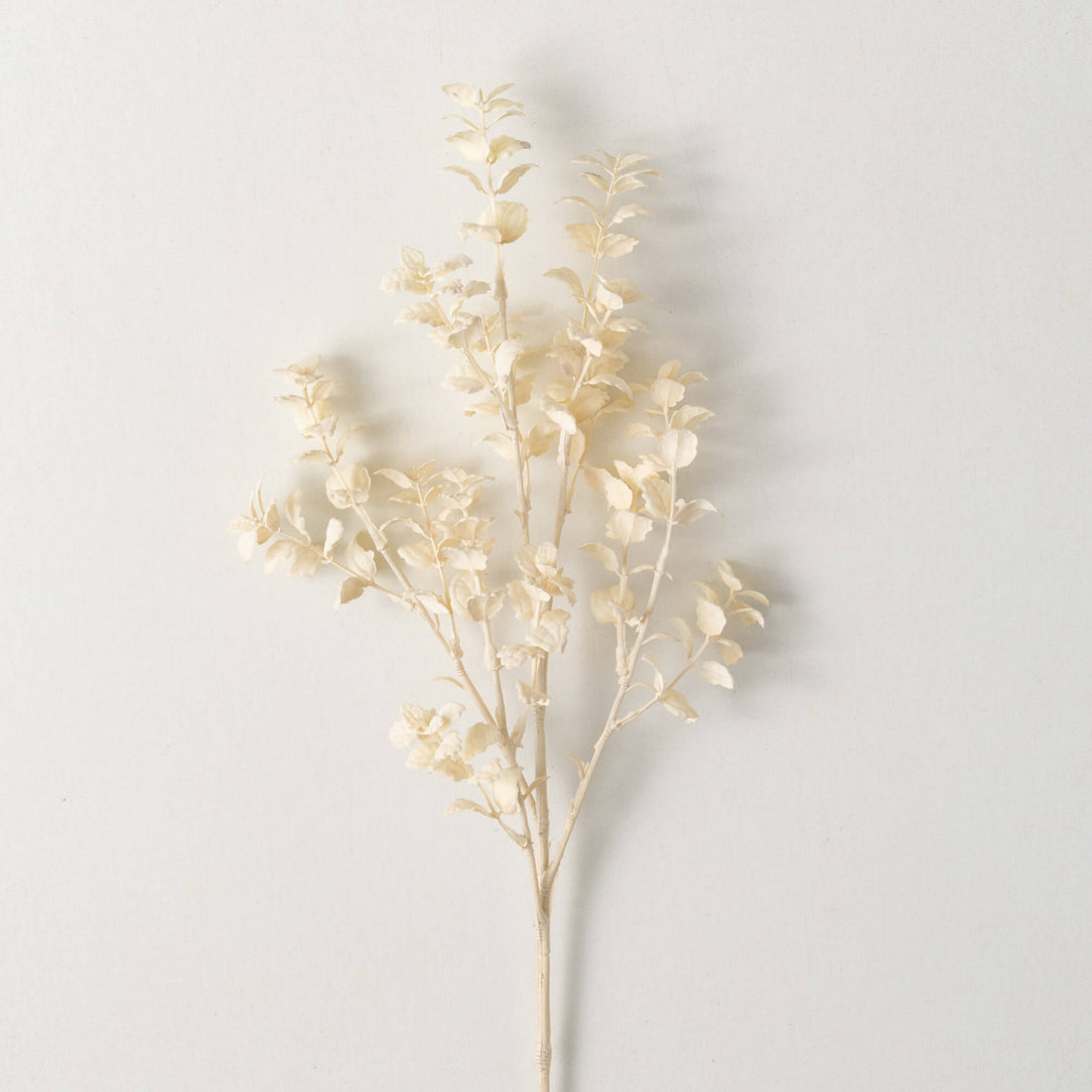 Cream Fittonia Spray Bundle