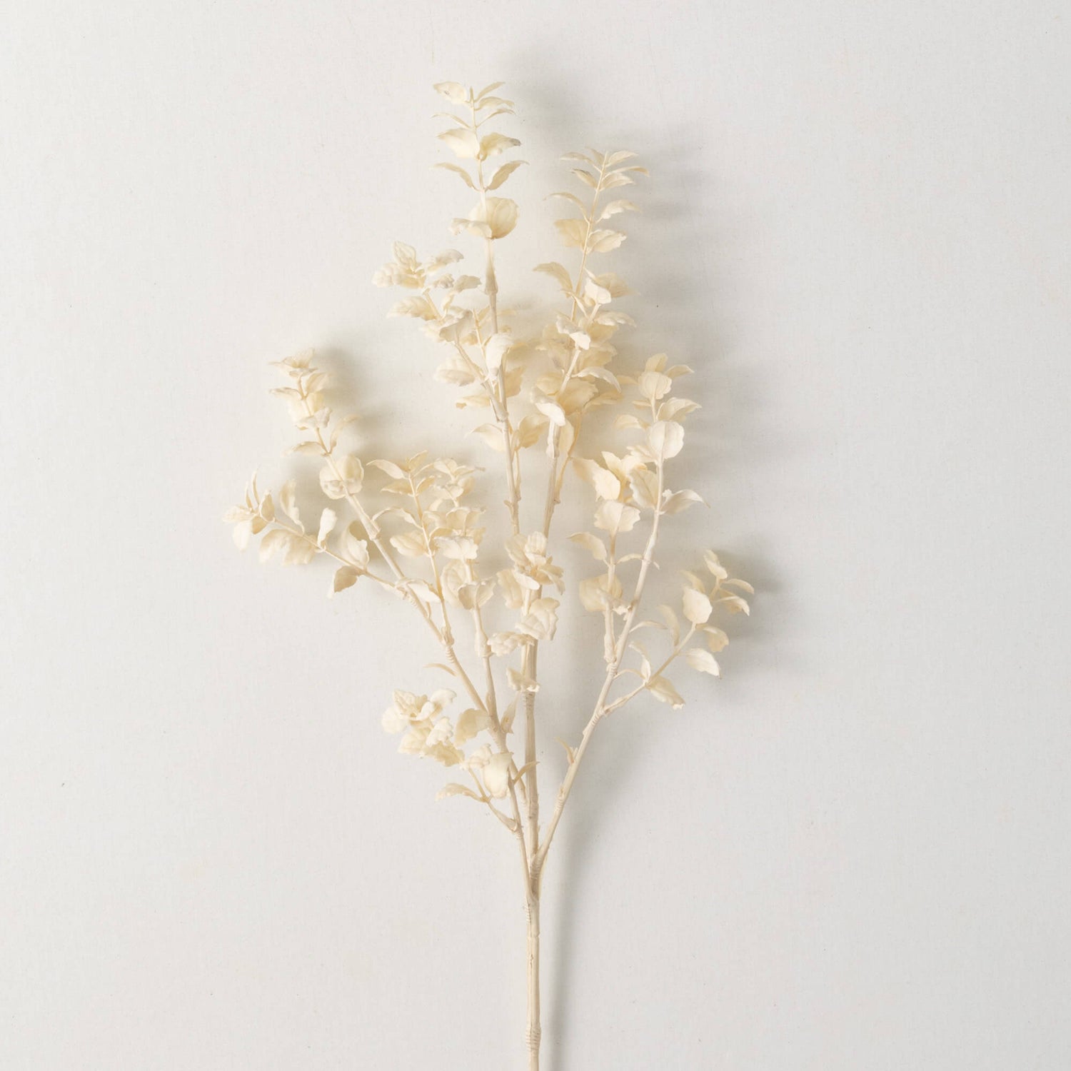 Cream Fittonia Spray Bundle