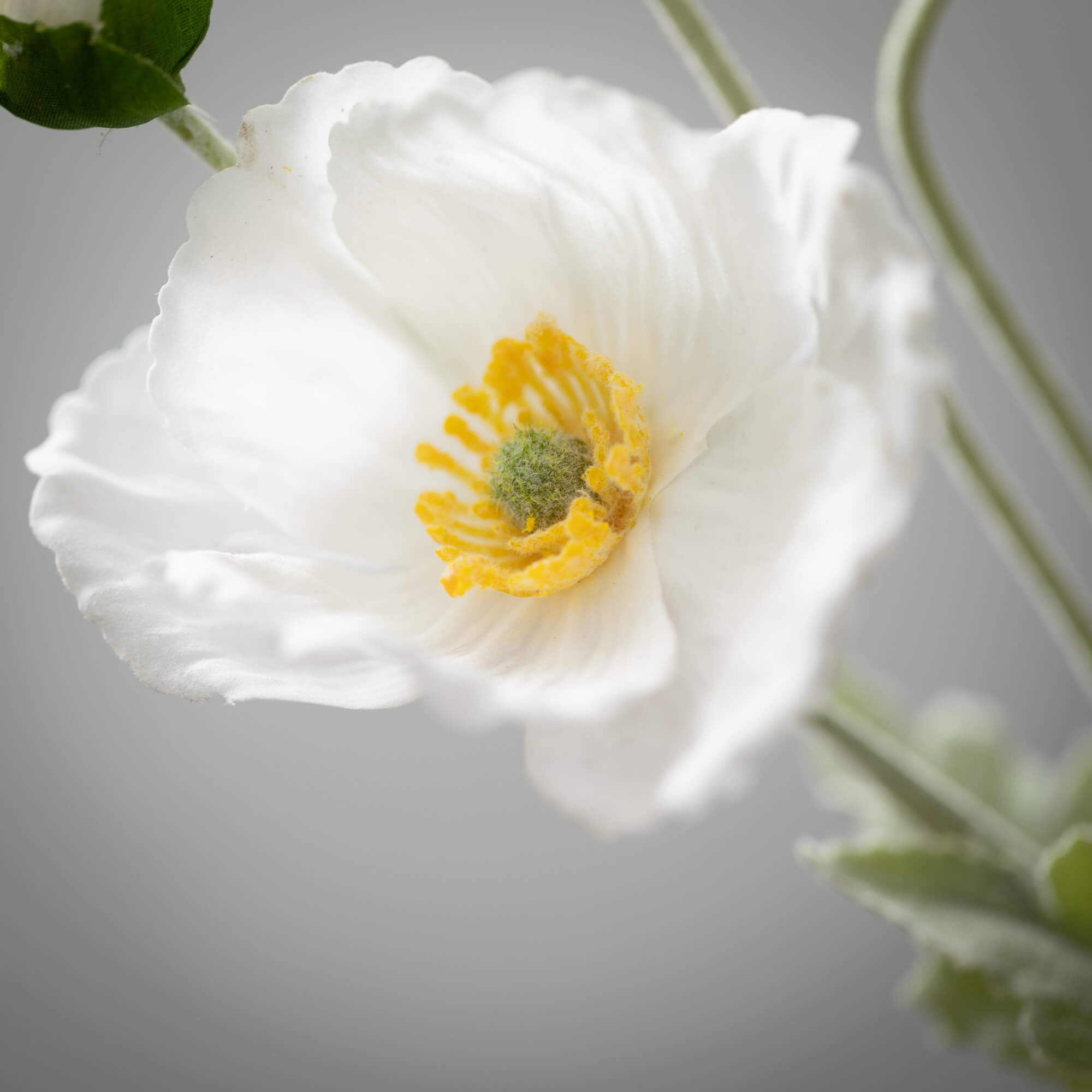 Poppy Stem - Ivory