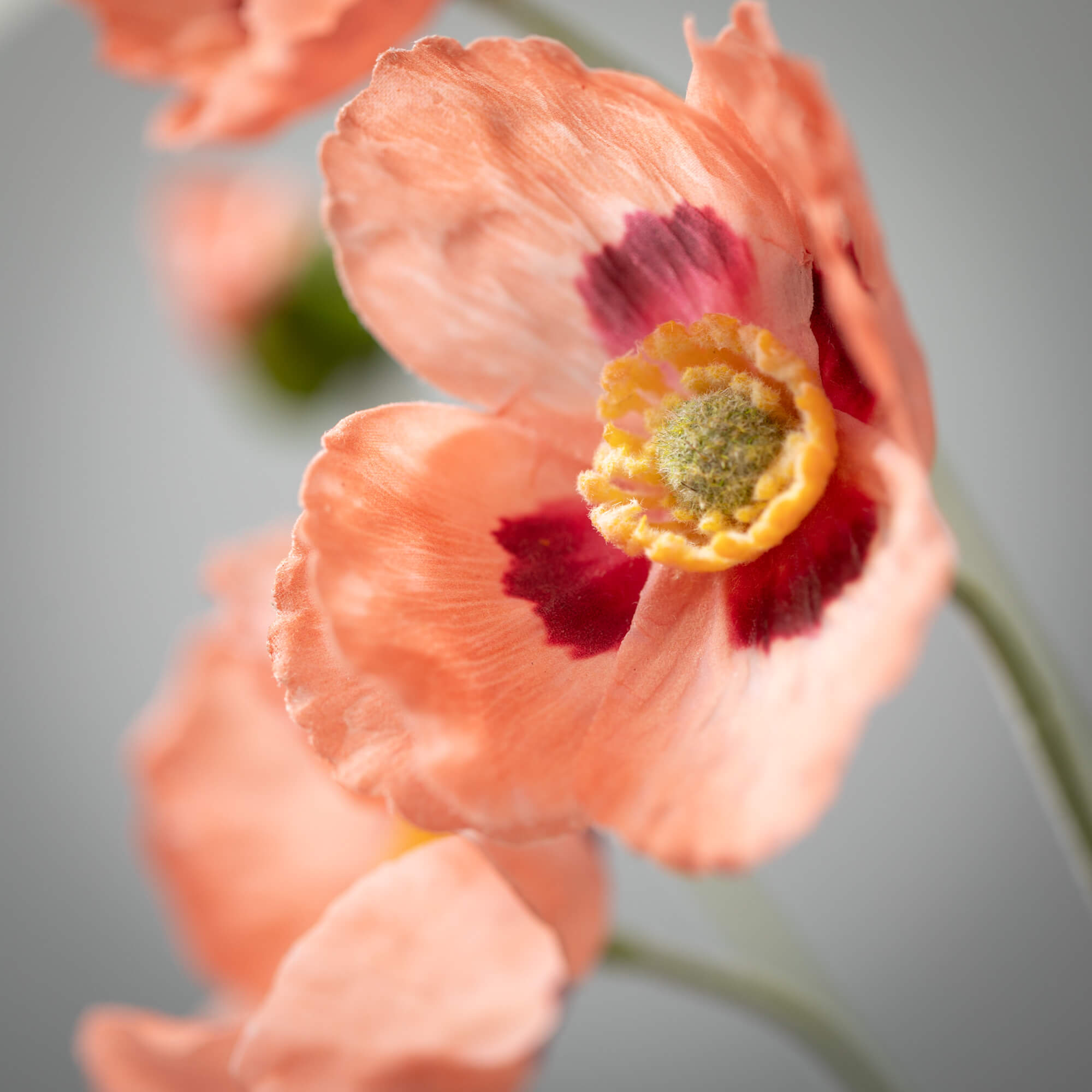 Poppy Stem - Peach