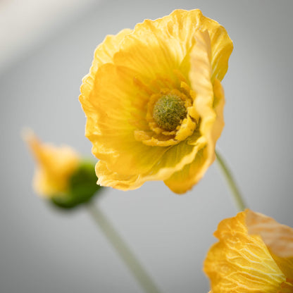 Poppy Stem - Yellow