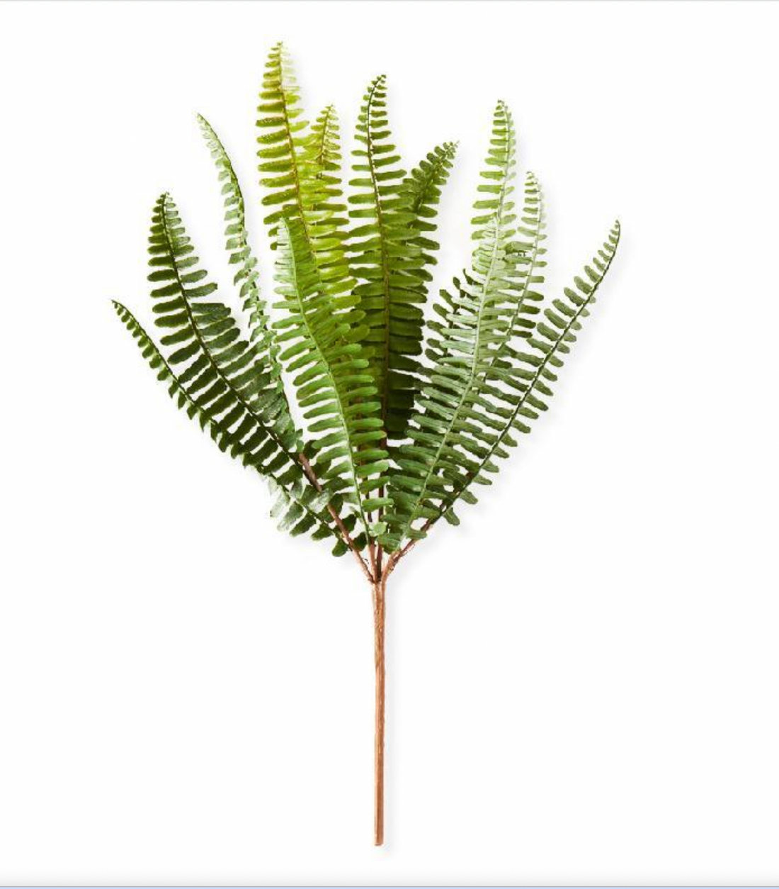 16&quot; Fish Bone Fern Stem