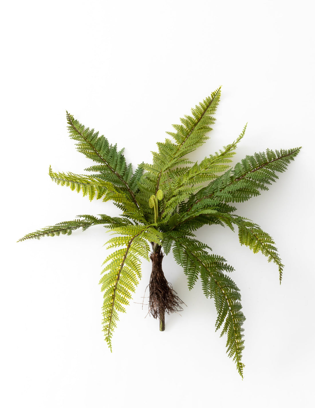 Fern Bush - Large