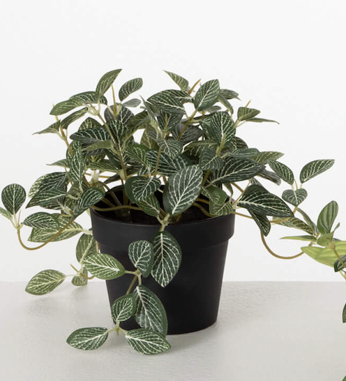 Faux Fittonia in a Pot