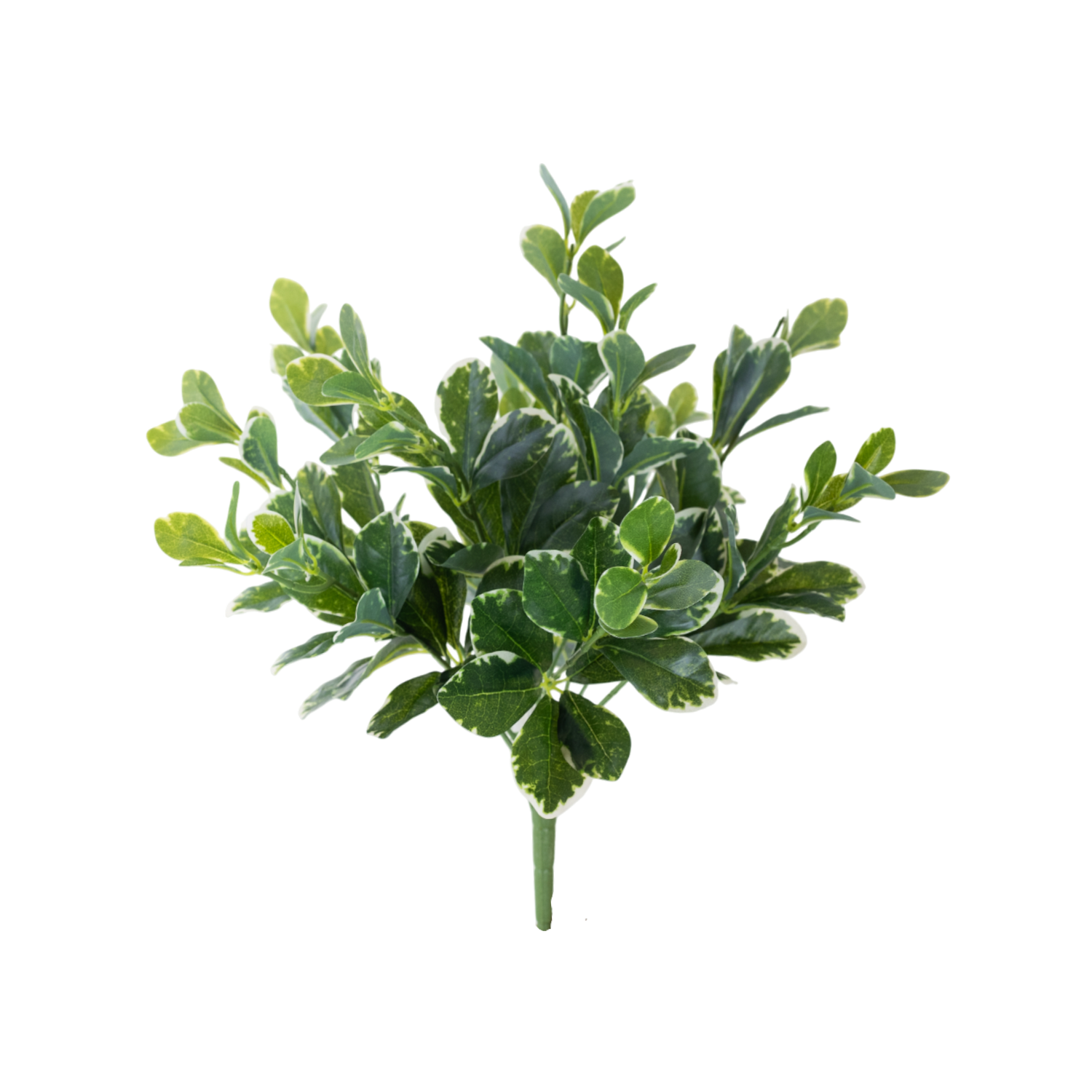 Pittosporum Variegated Bush