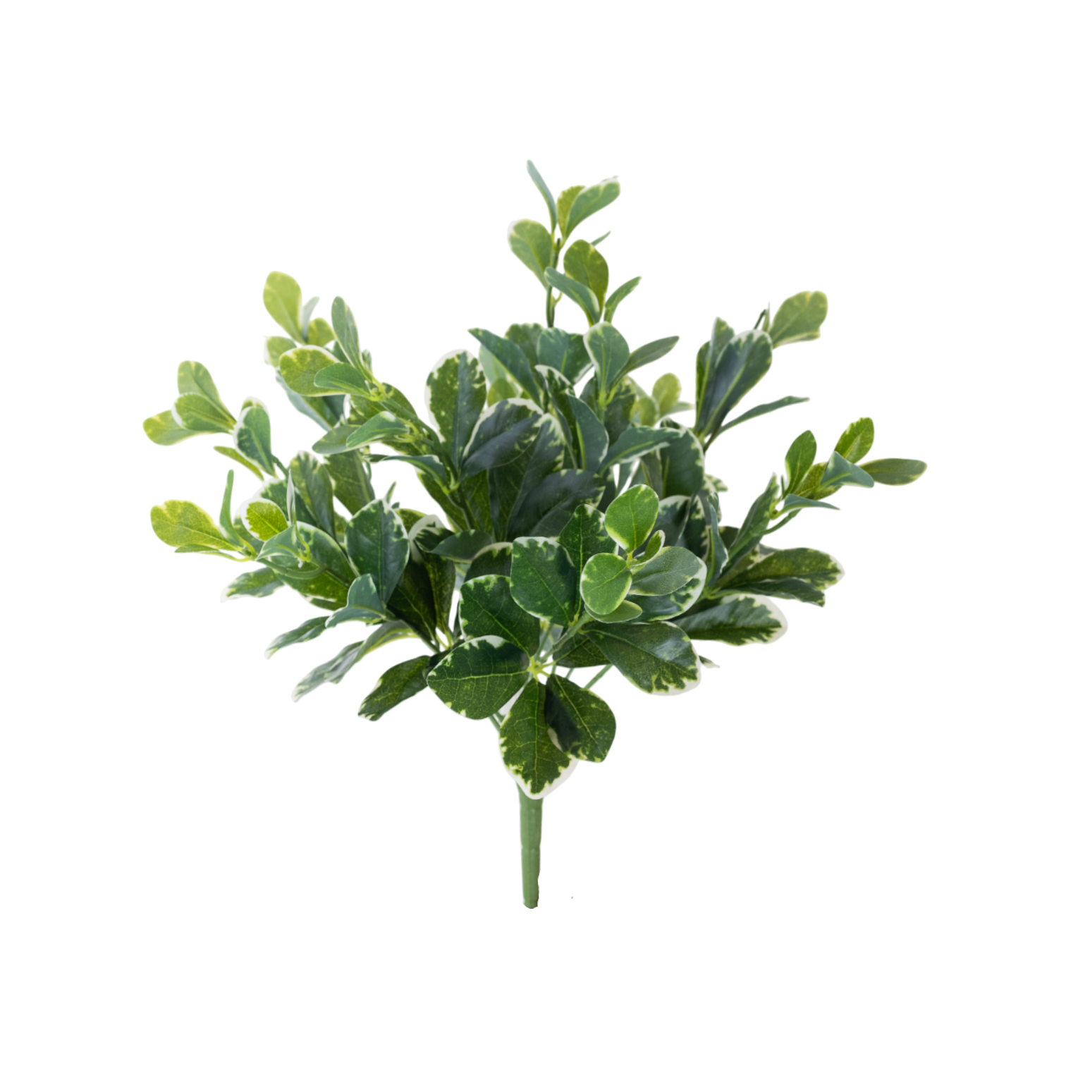 Pittosporum Variegated Bush