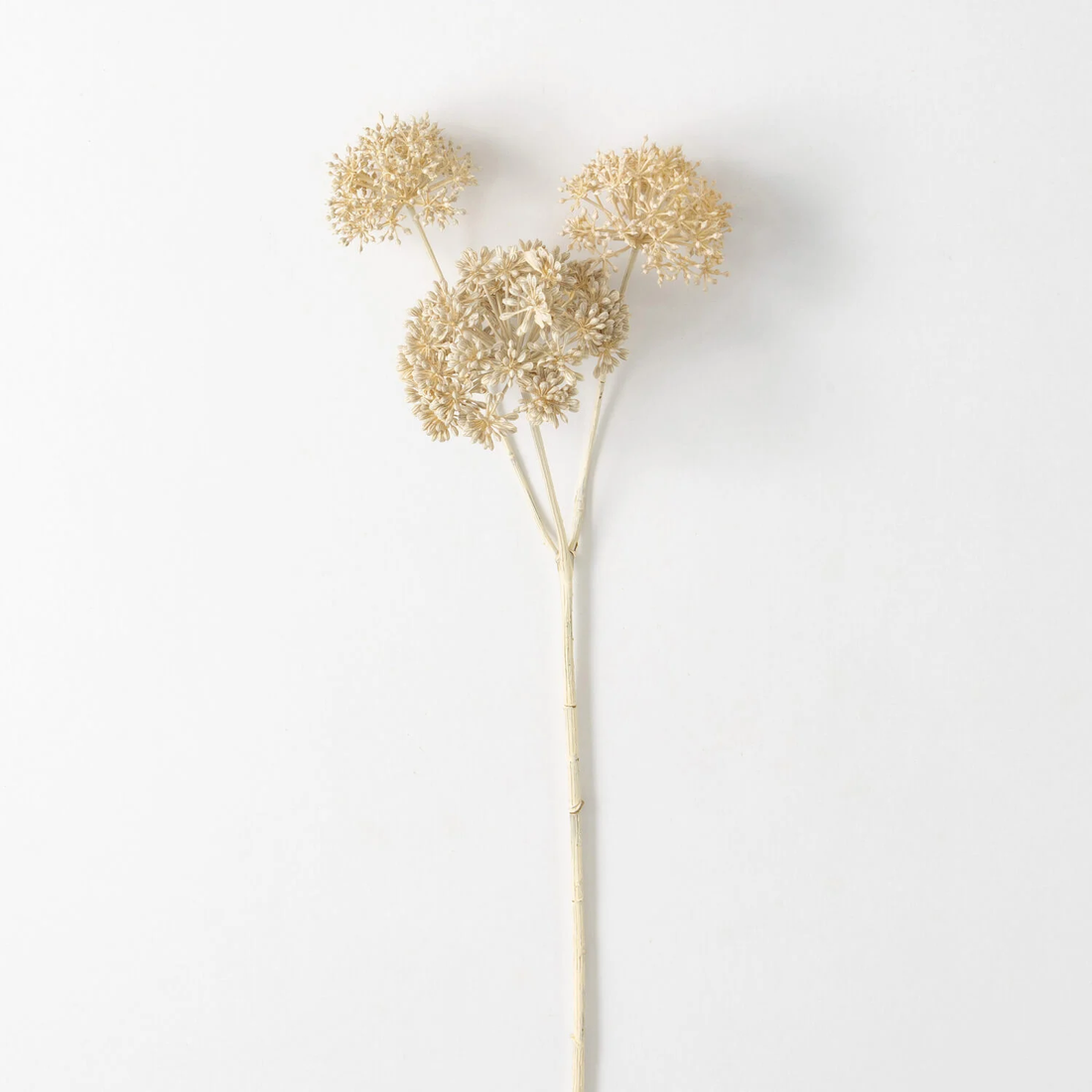 Seed Pod Spray 31" - Cream